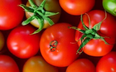 How Tomatoes Became Italian